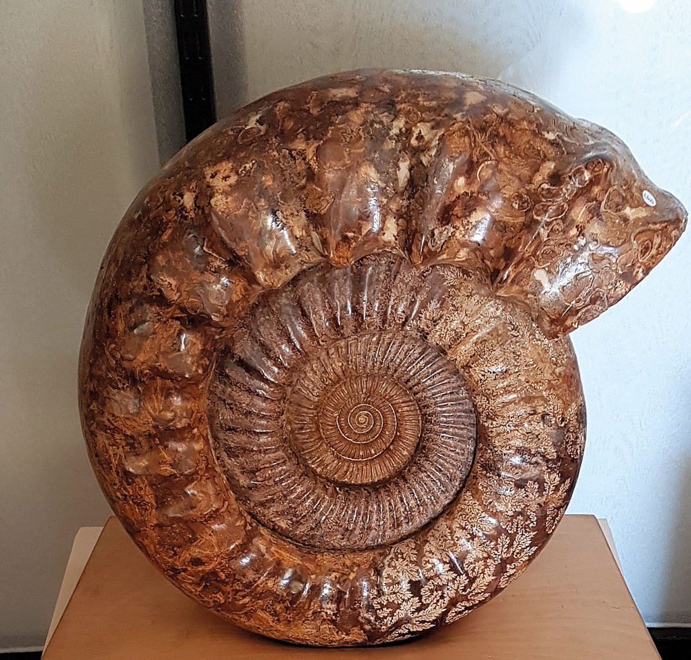 2-19_Stones_Cherchez-la-Femme_005-Ammonite