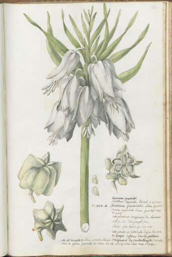 Louis Benoît junior, La Fritillaria, Gouache auf Papier, erstes Drittel des 19. Jahrhunderts, Fonds Louis Benoît senior und junior, Öffentliche Bibliothek Neuenburg.